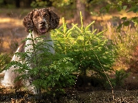 Świerki, Pies, Drzewka, Kwiaty, Las, Springer spaniel angielski, Łąka