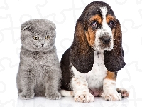 Pies, Basset hound, Szczeniak, Kot szkocki zwisłouchy, Szary