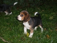 Beagle, Szczeniaczek, Trawa