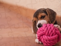 Beagle, Szczeniaczek, Zabawka
