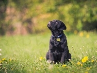 Polana, Szczeniaczek, Las, Słodki, Labrador retriever, Kwiaty