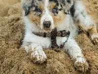 Szczeniak, Owczarek australijski-australian shepherd