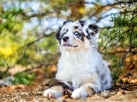 Szczeniak, Owczarek australijski-australian shepherd