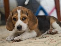 Szczeniak, Beagle