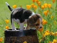 Beagle, Szczeniak, Beczka