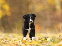 Szczeniak, Pies, Border collie