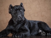 Szczeniak, Czarny, Pies, Cane Corso