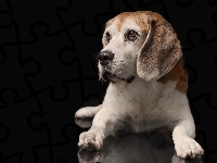 Ciemne tło, Beagle, Szczeniak