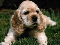 Szczeniak, Leżący, Cocker Spaniel