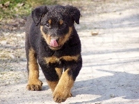 szczeniak, Słodki, Owczarek francuski Beauceron