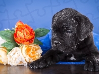 Kwiaty, Cane Corso, Szczeniak