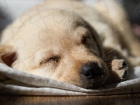 Szczeniak, Śpiący, Labrador retriever