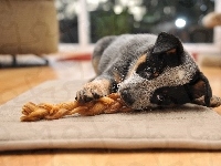 Szczeniak, Leżący, Australian cattle dog