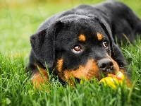 Leżący, Szczeniak, Pies, Trawa, Rottweiler