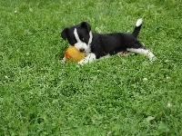 Trawa, Szczeniak, Piłeczka, Border Collie