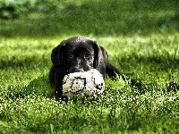 Szczeniak, Czarny, Labrador Retriever, Piłka