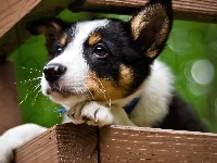 Szczeniak, Pies, Jack Russell terrier