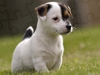 Szczeniak, Jack Russell Terrier