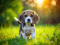 Światło, Pies, Beagle, Szczeniak, Grafika, Słoneczne