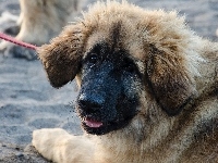 Smycz, Szczeniak, Leonberger