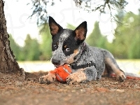 Piłka, Szczeniak, Drzewo, Pies, Australian cattle dog, Szelki