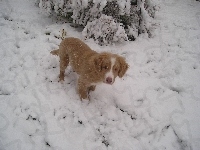 Szczeniak, Retriever z Nowej Szkocji, śnieg