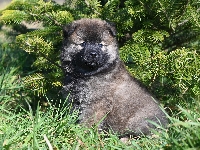 Szpic eurasier, Pies, Szczeniak