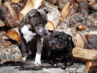 Szczeniaki, Amstaffy