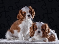 Szczeniaki, Dwa, Cavalier King Charles spaniele