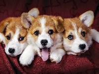 Szczeniaki, Trzy, Welsh Corgi Pembroke