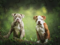 Dwa, Amerykański pitbullterier, American Pit Bull Terrier, Szczeniaki