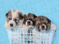 Trzy, Szczeniaki, Psy, Koszyk, Akita