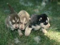szczeniaki, trzy, słodkie, Siberian Husky