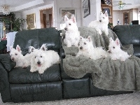 czarna, sześć, West Highland White Terrier, kanapa