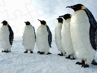 Pingwinów, Sześć, Śnieg
