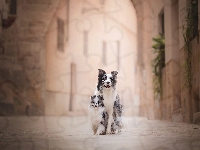Uliczka, Border collie, Psy, Szczeniak, Kamienice, Owczarek szetlandzki