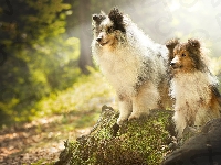 Owczarki szetlandzkie, Dwa, Psy, Sheltie