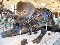 Szkielet, Triceratops