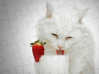 Szklanka, Biały, Kot, Mleko