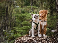 Owczarek australijski-australian shepherd, Retriever z Nowej Szkocji