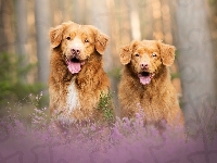 Retriever z Nowej Szkocji, Dwa, Psy, Wrzosy