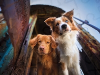 Zardzewiały, Psy, Dwa, Retriever z Nowej Szkocji, Wagon Spojrzenie, Border collie