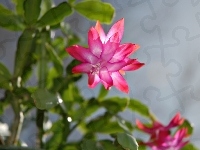 Grudnik, Szlumbergera, Kwiaty