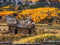 Szopa, Drewniana, Drzewa, Kolorado, Crested Butte, Jesień, Stany Zjednoczone, Góry