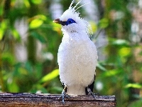 Szpak, Biały, Bali Starling