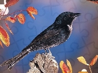 Szpak