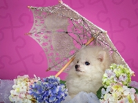 Biały, Szpic, Piesek, Kwiatki, Parasol