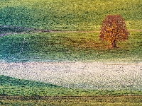 Drzewo, Jesień, Pole, Szron