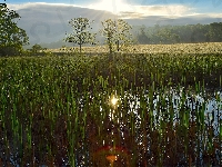 Mokradła, Szuwary, Bagno, Drzewa, Trawa