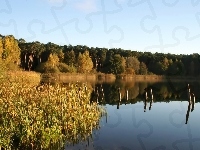Szuwary, Jezioro, Las, Odbicie